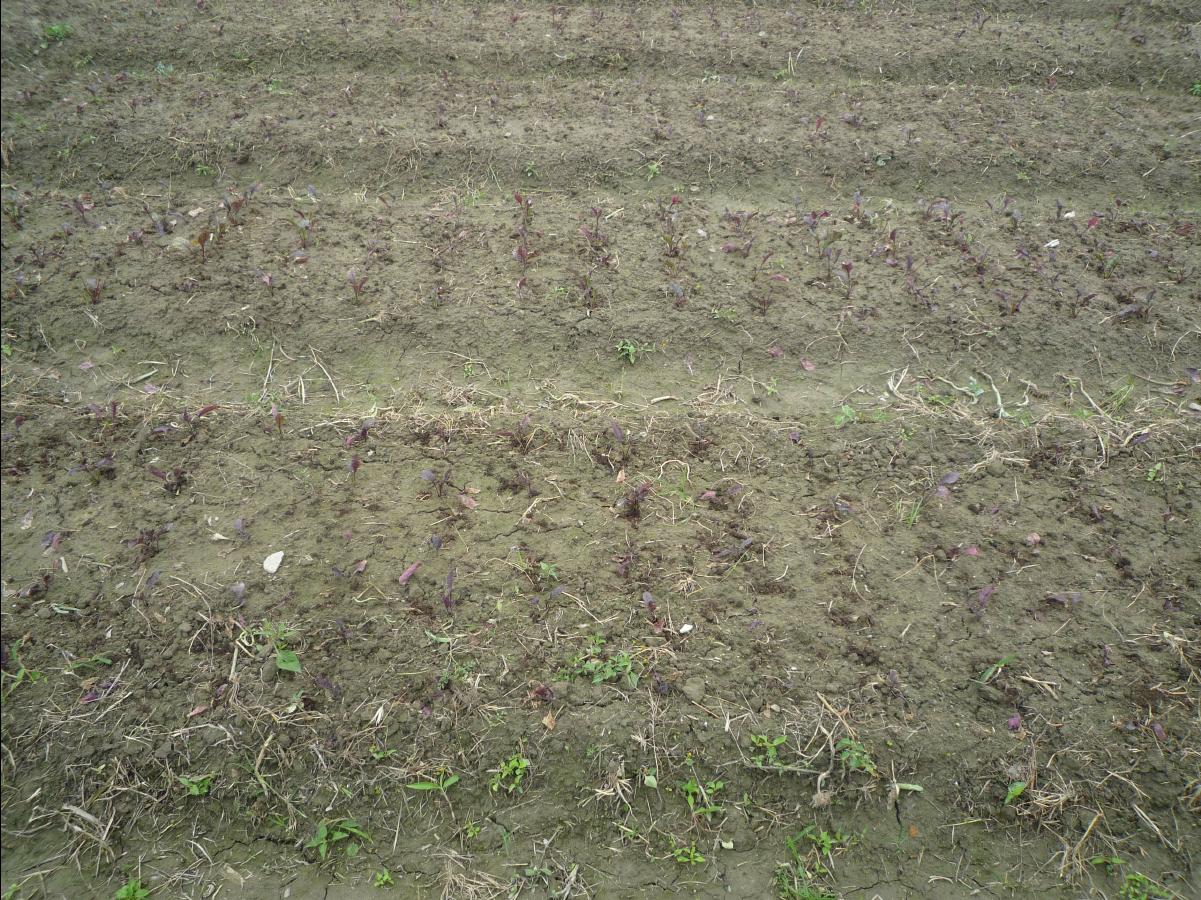 20101127 THE Organic Farm47
